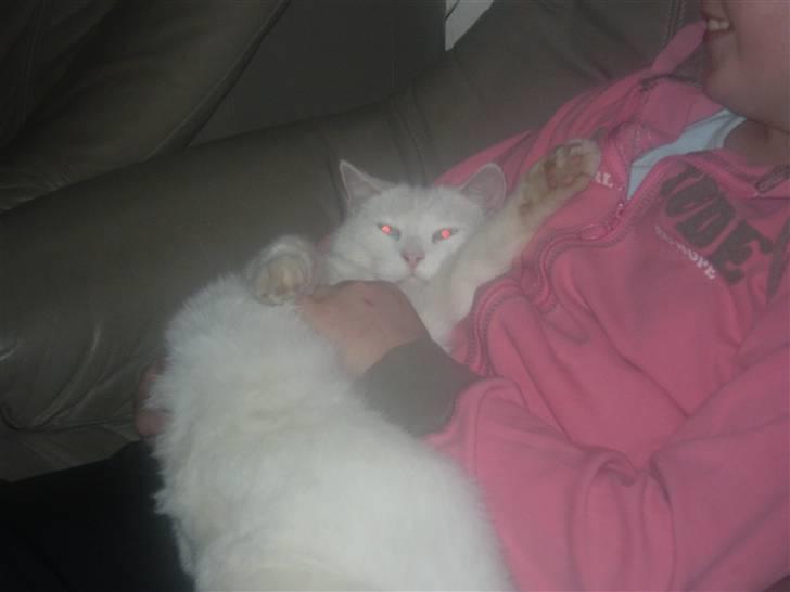 Huskat James billede 6