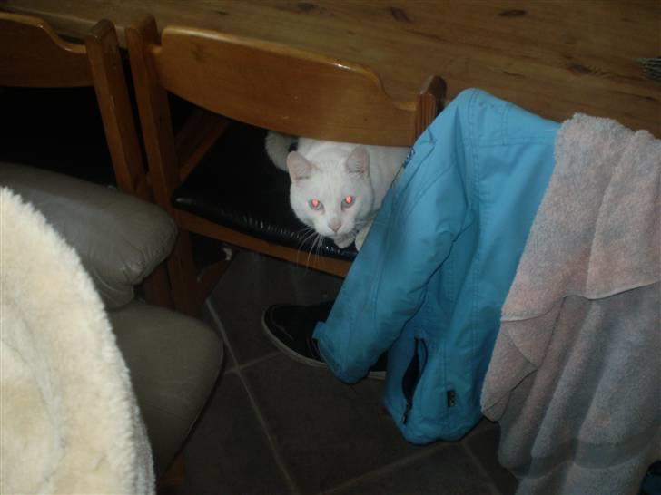 Huskat James billede 7