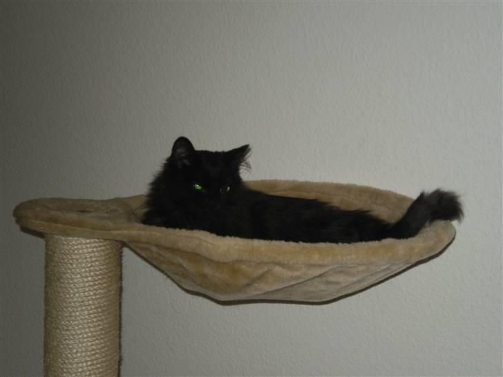 Huskat Simba billede 2