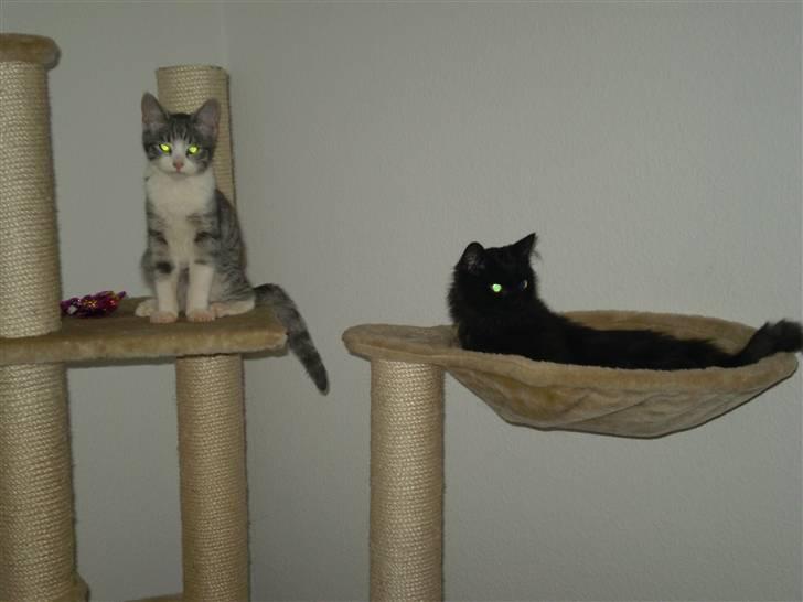 Huskat Simba billede 3