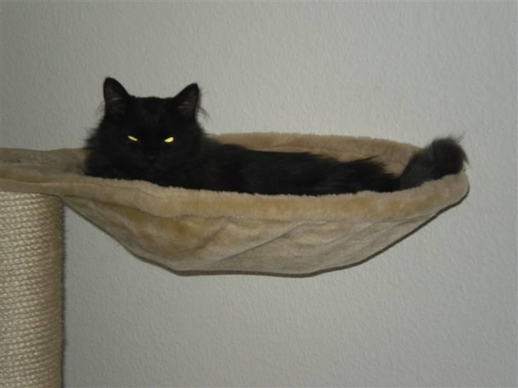 Huskat Simba billede 4