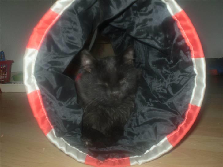 Huskat Simba billede 5