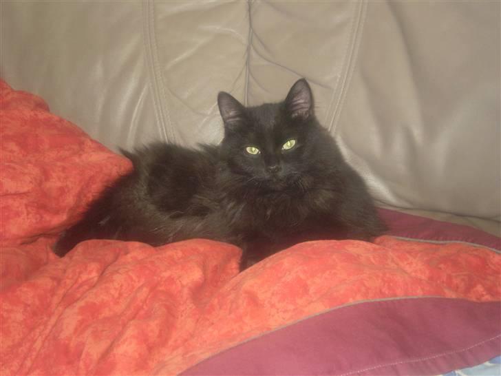 Huskat Simba billede 6