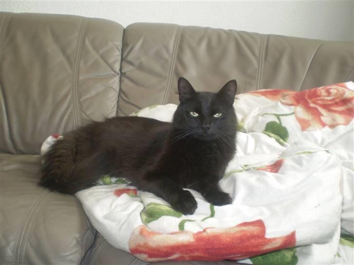 Huskat Simba billede 7