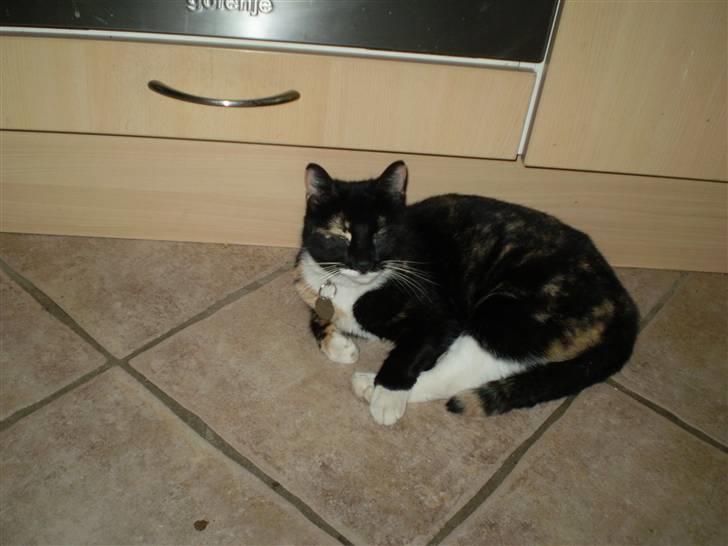 Huskat Daysi billede 1