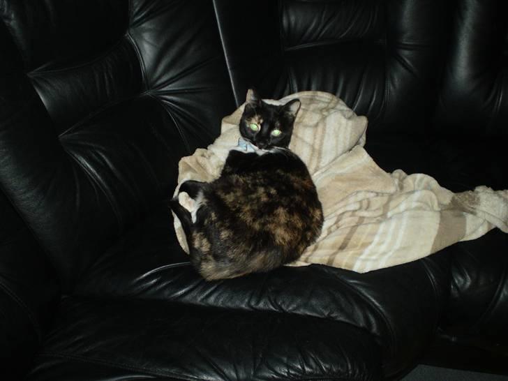 Huskat Daysi billede 3