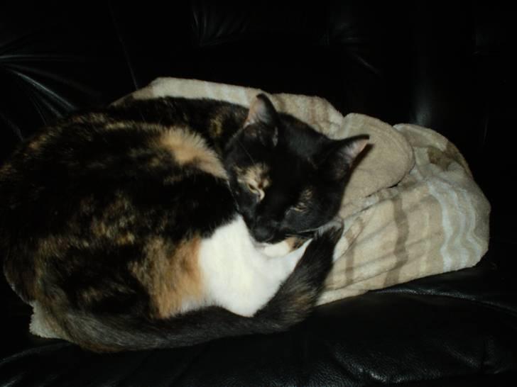 Huskat Daysi billede 4