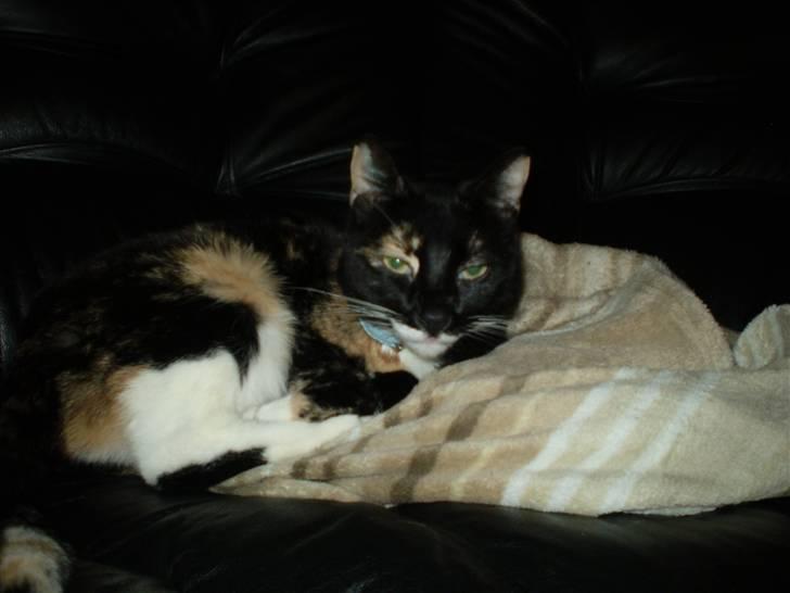 Huskat Daysi billede 5