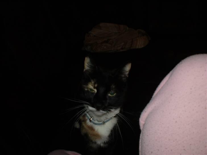 Huskat Daysi billede 6