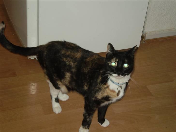 Huskat Daysi billede 7