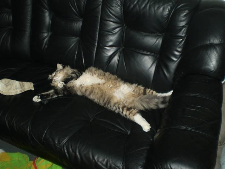 Norsk Skovkat Laban billede 11