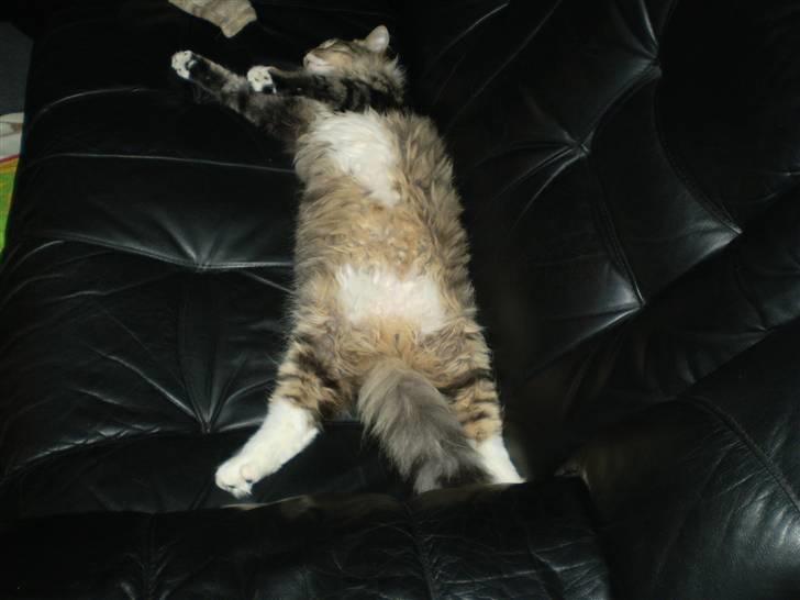 Norsk Skovkat Laban billede 12