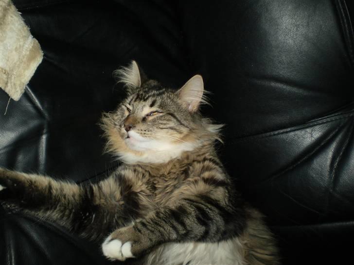 Norsk Skovkat Laban billede 13