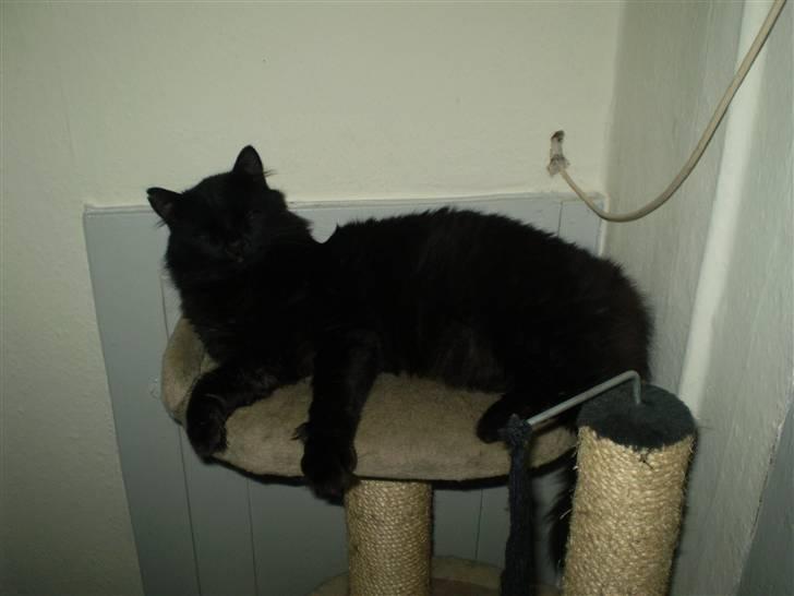 Huskat Simba billede 8