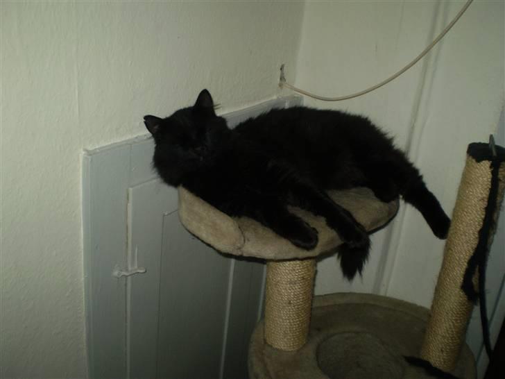 Huskat Simba billede 9