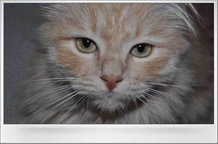 Blanding af racer Frida - Frida´s dejlige øjne billede 1