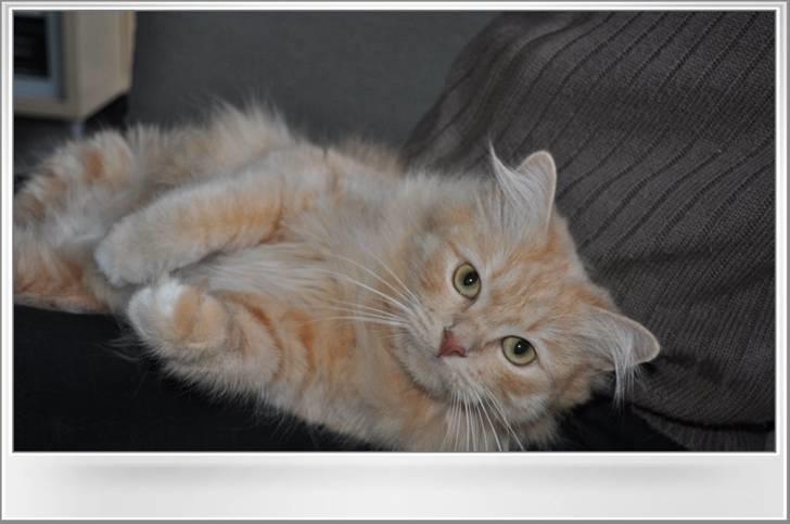 Blanding af racer Frida - Uhh her er godt billede 2