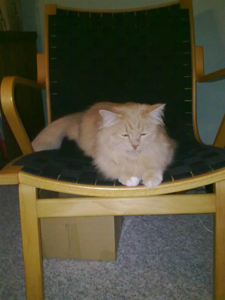 Blanding af racer Frida - Der er nu dejligt her i stolen billede 3