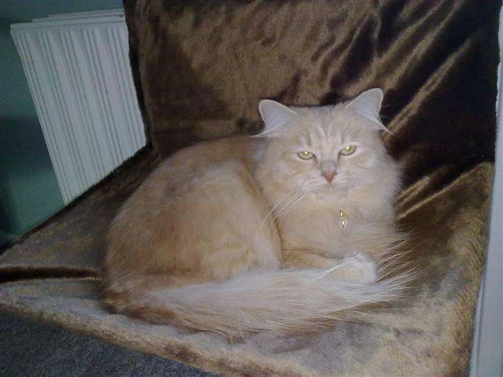 Blanding af racer Frida - Se  jeg passer lige ned i min fine hængekøje billede 4