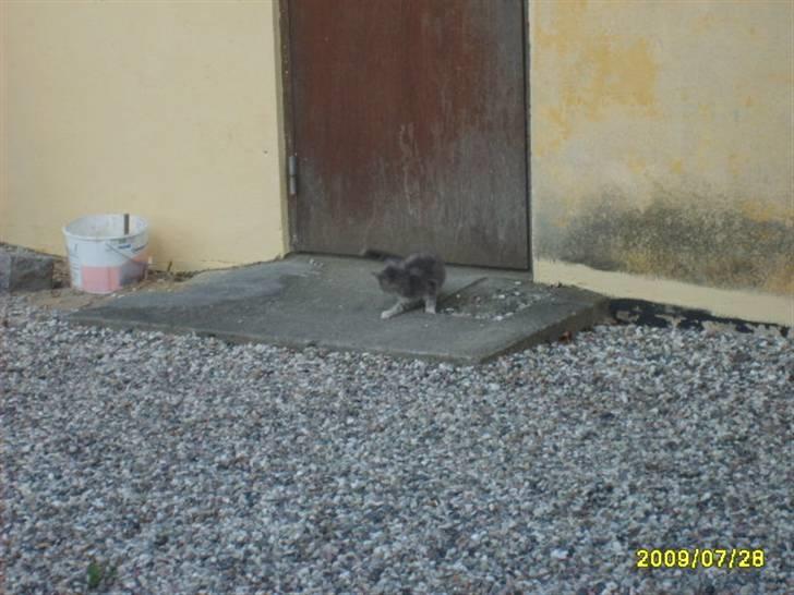 Huskat Pjevs(R.I.P) - Nyt er lige ude en tur billede 12