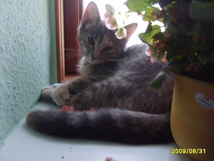 Huskat Pjevs(R.I.P) - nyt billede 14