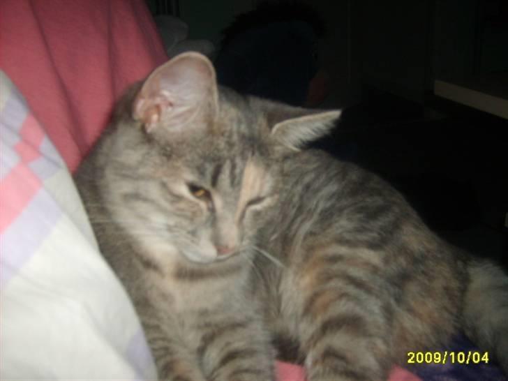 Huskat Pjevs(R.I.P) - nyt billede 15