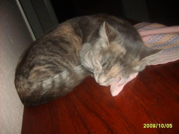 Huskat Pjevs(R.I.P) - nyt billede 16