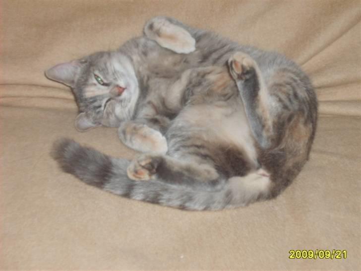 Huskat Pjevs(R.I.P) - Nyt tak for besøg billede 17