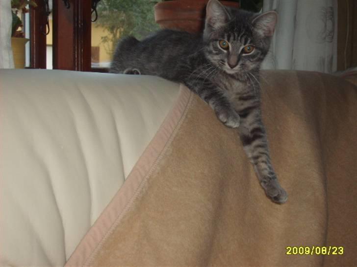 Huskat Grå mis (R.I.P) - nyt af grå mis billede 15