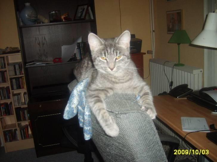 Huskat Grå mis (R.I.P) - nyt af grå mis billede 16