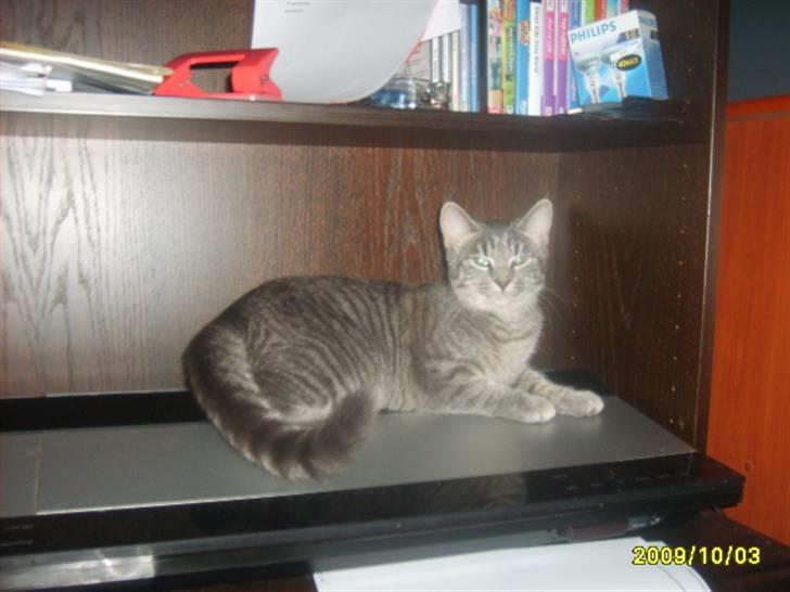 Huskat Grå mis (R.I.P) - nyt af grå mis skal høre musik billede 17