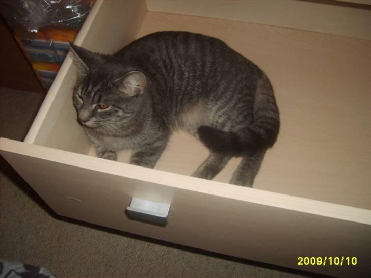 Huskat Grå mis (R.I.P) - nyt af grå mis billede 18