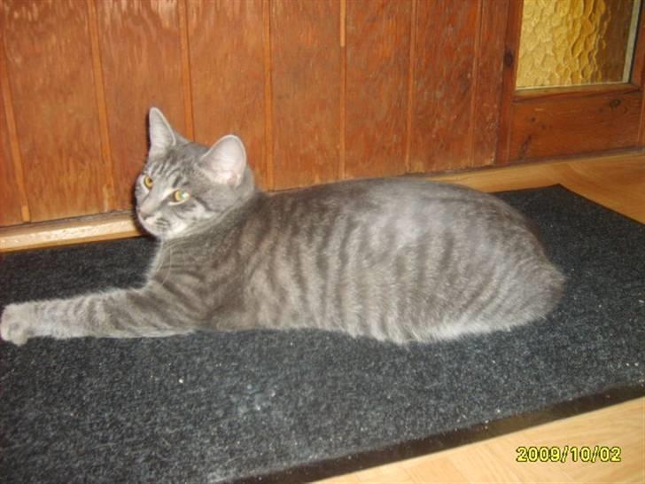 Huskat Grå mis (R.I.P) - nyt af grå mis billede 19