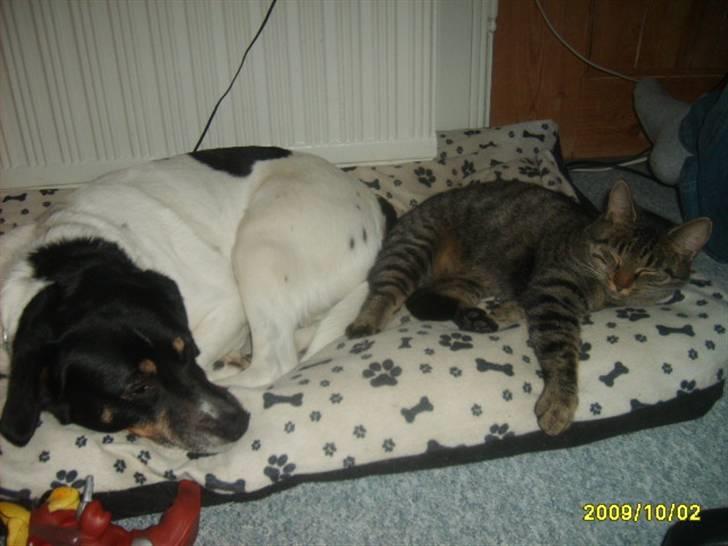 Huskat Stor mis (RIP) - nyt af min kat, her lægge hun sammen med min hund vikki  billede 19
