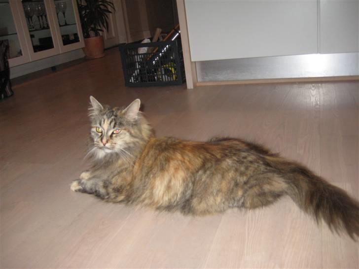 Maine Coon pigemis billede 9