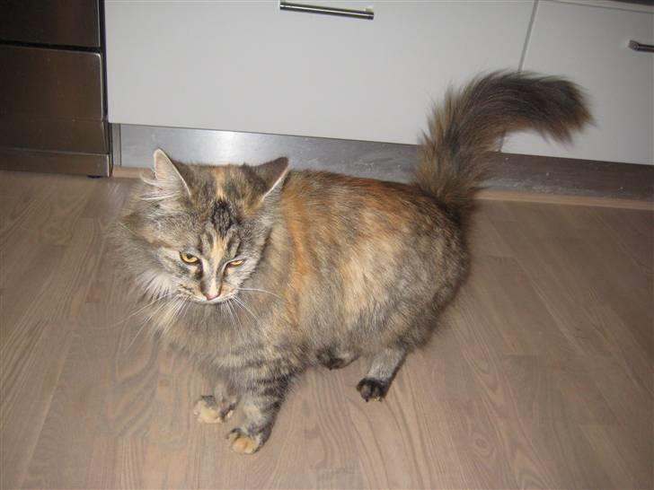 Maine Coon pigemis billede 10