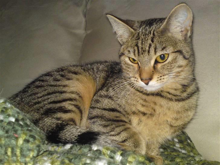 Bengal Blanding Miss MacyTILSALG billede 19