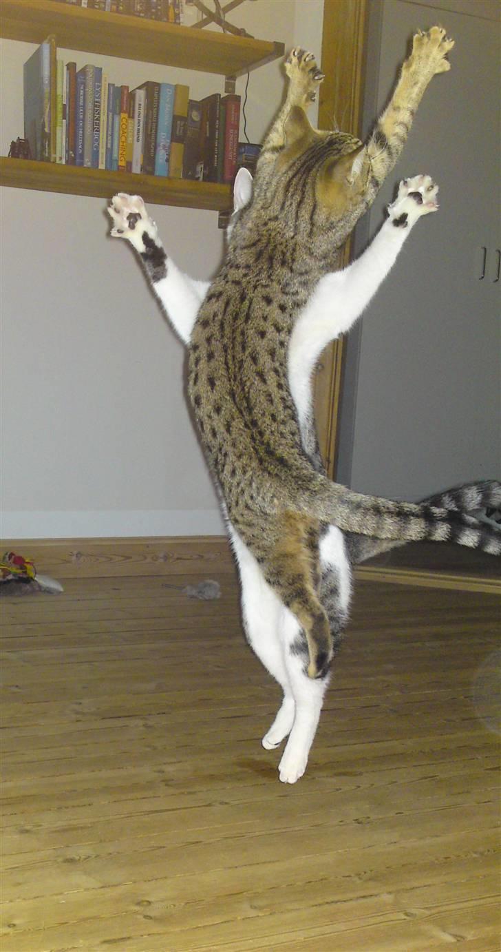 Bengal Blanding Miss MacyTILSALG billede 20