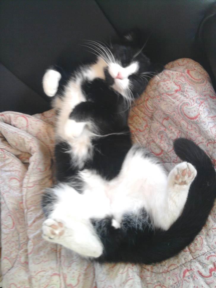 Huskat {bøf}2009 - åårh jeg nyder det her :´) billede 1