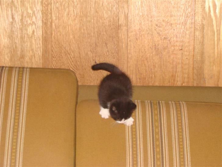 Huskat {bøf}2009 billede 2