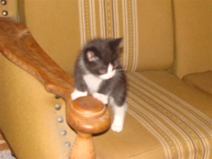 Huskat {bøf}2009 billede 3