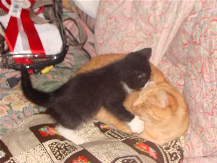 Huskat {bøf}2009 -  Sys lige du skal have tæst princesse :O) billede 4