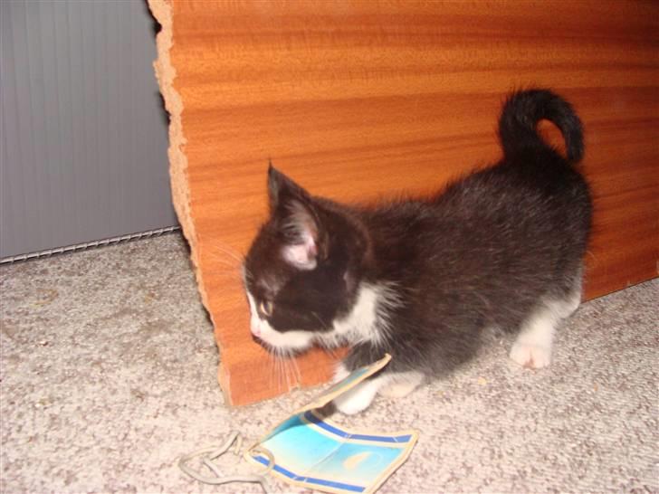 Huskat {bøf}2009 billede 5