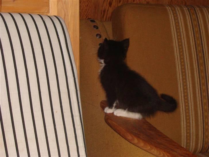 Huskat {bøf}2009 billede 6