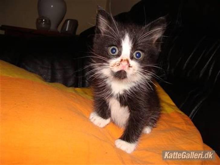 Huskat {bøf}2009 billede 7