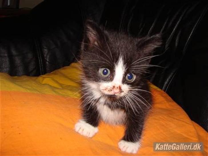 Huskat {bøf}2009 billede 8