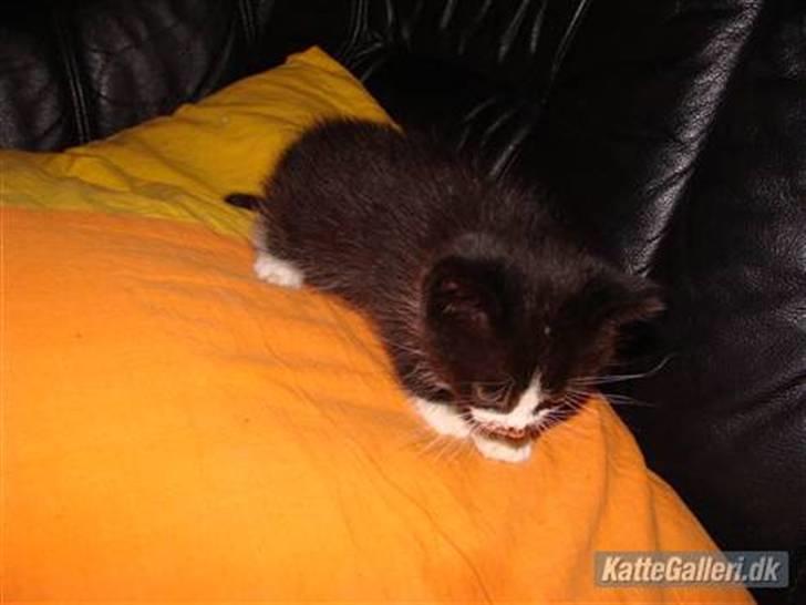 Huskat {bøf}2009 billede 9