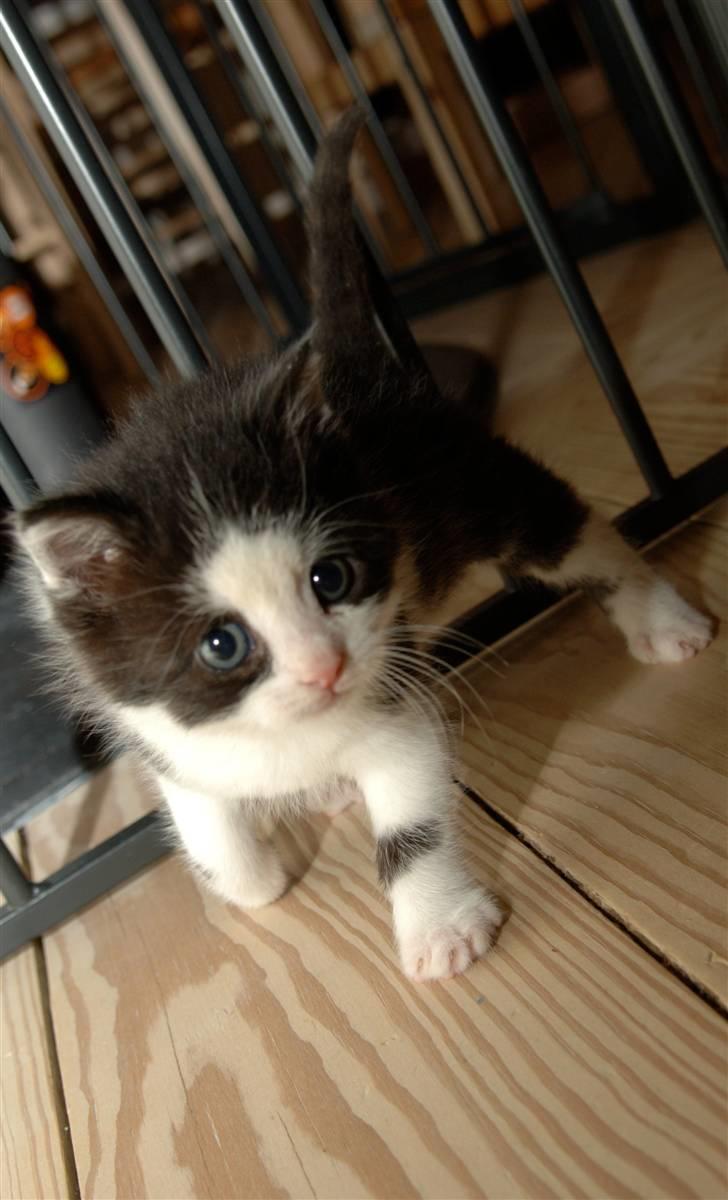 Blanding af racer Piv  - Min elskede Pivmis<3 billede 1