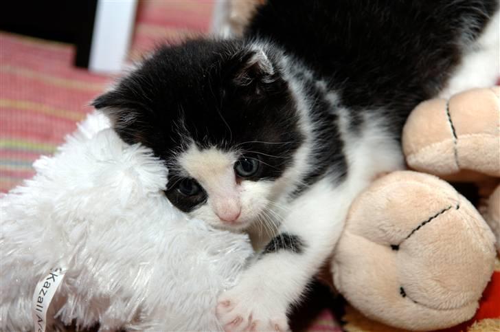 Blanding af racer Piv  - Du er så nusser putte!:D<33 billede 2