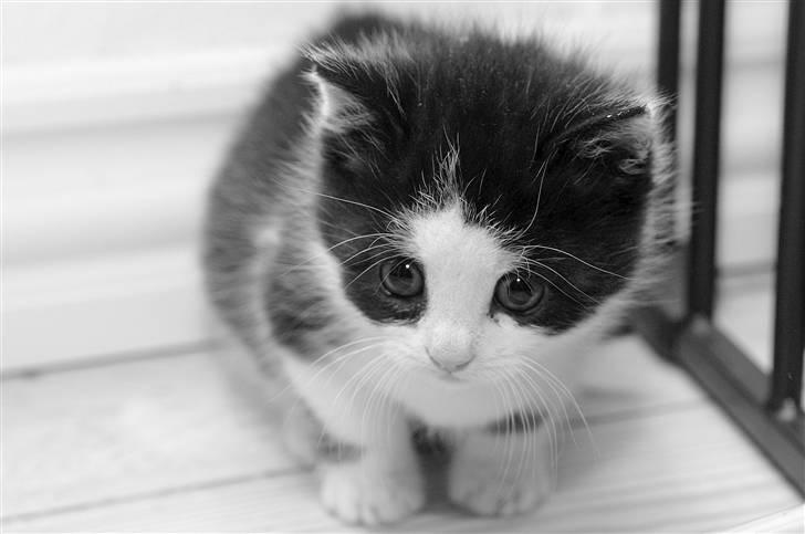 Blanding af racer Piv  - Lille lille Piv..<3 billede 3